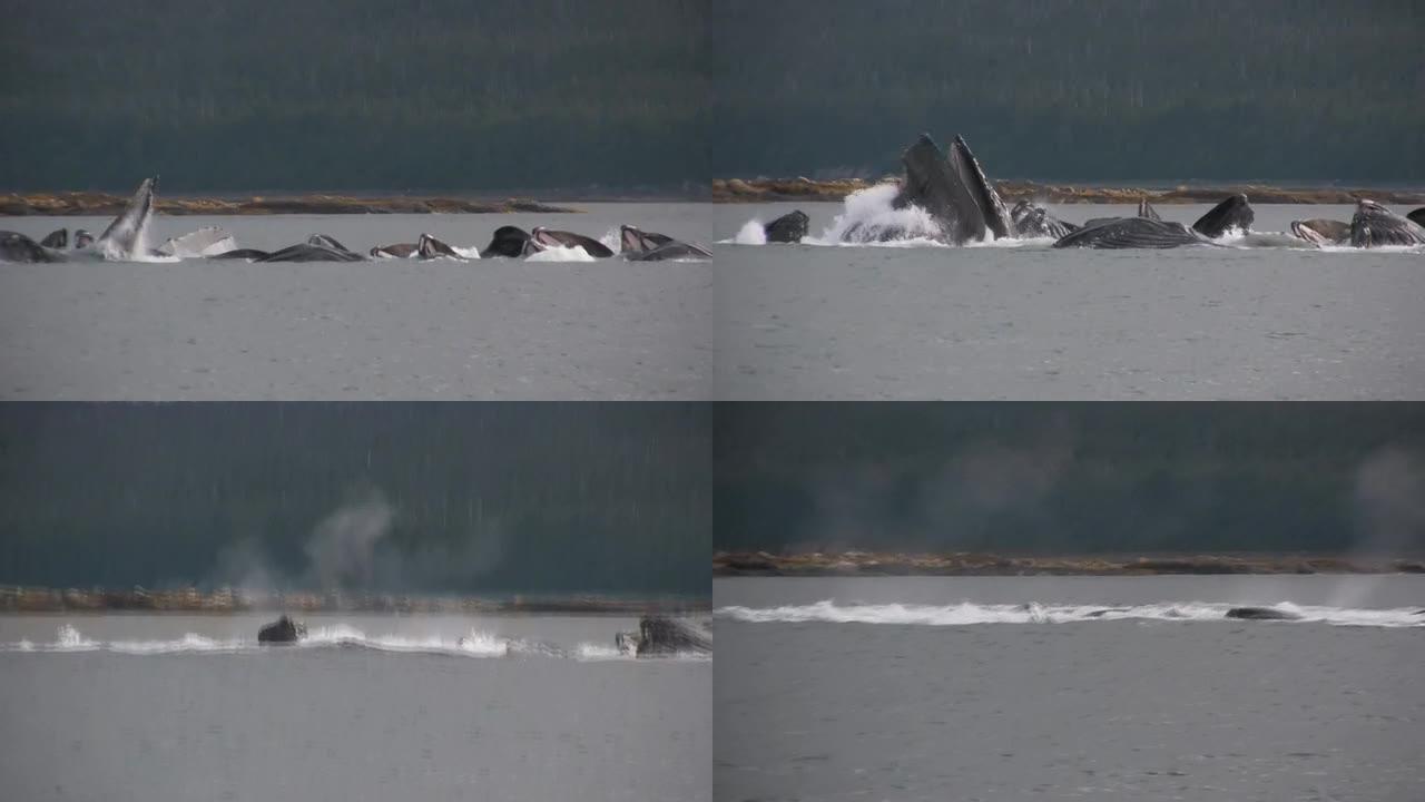座头鲸泡泡网捕鱼阿拉斯加冰川湾进食