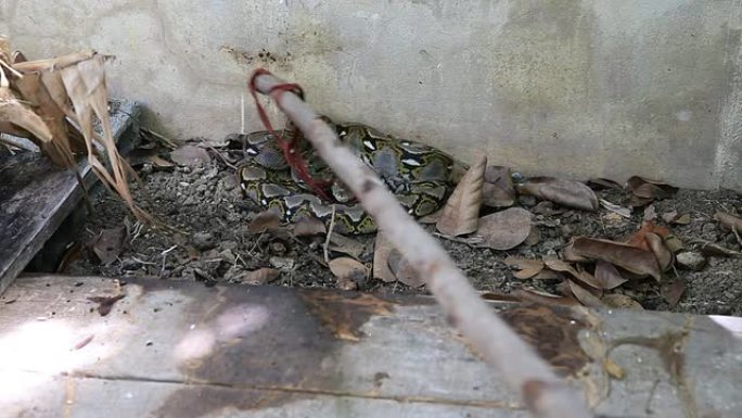 在学校抢救一条蛇