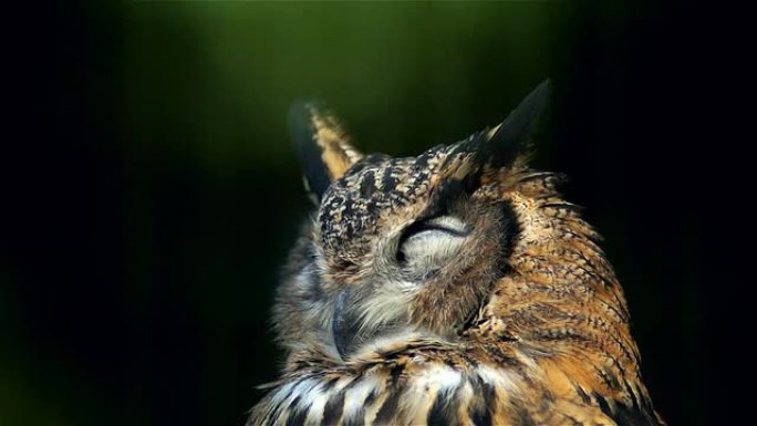 鹰鸮。肖像睡觉一只鹰鸮特写视频素材