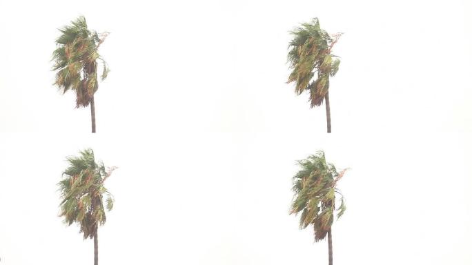 暴风雨时的手掌