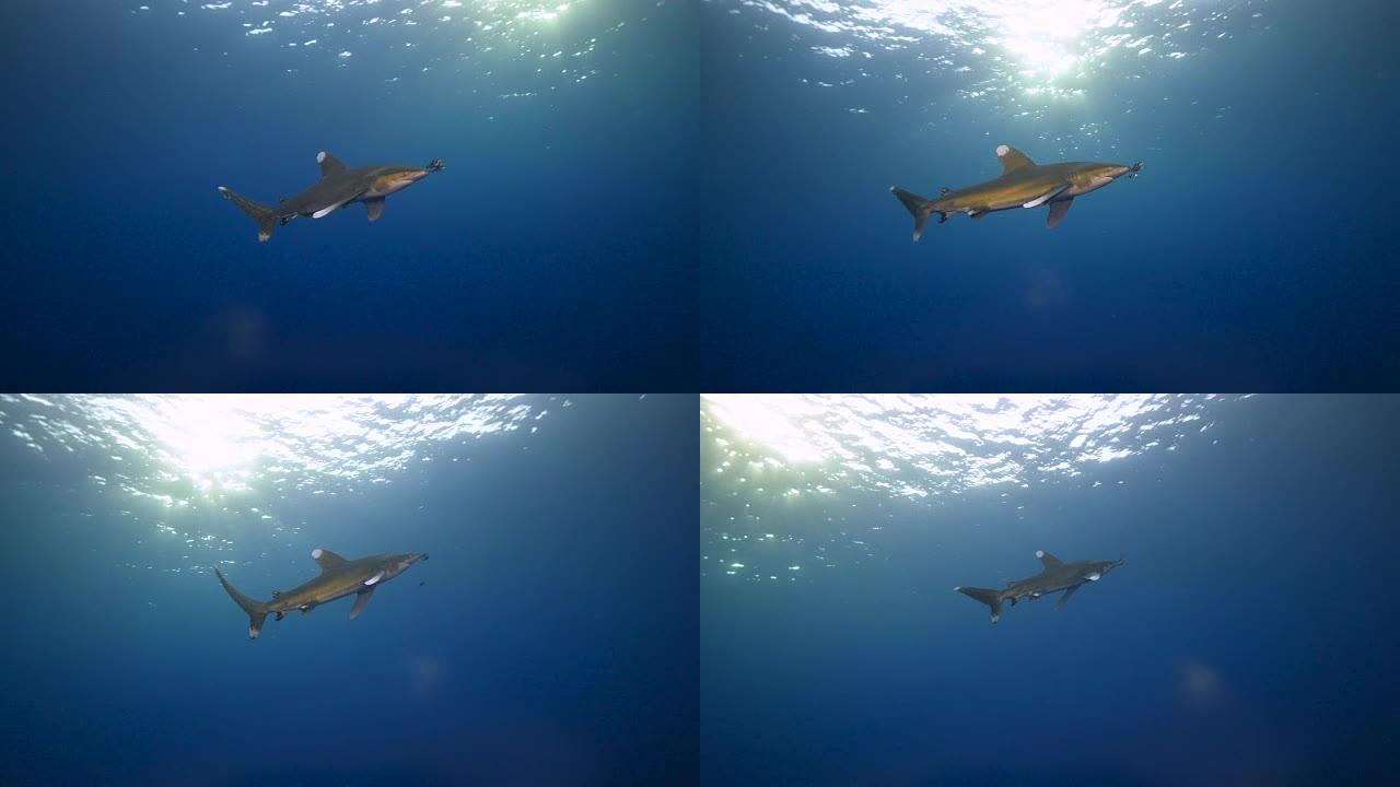 海洋白鳍鲨海洋白鳍鲨