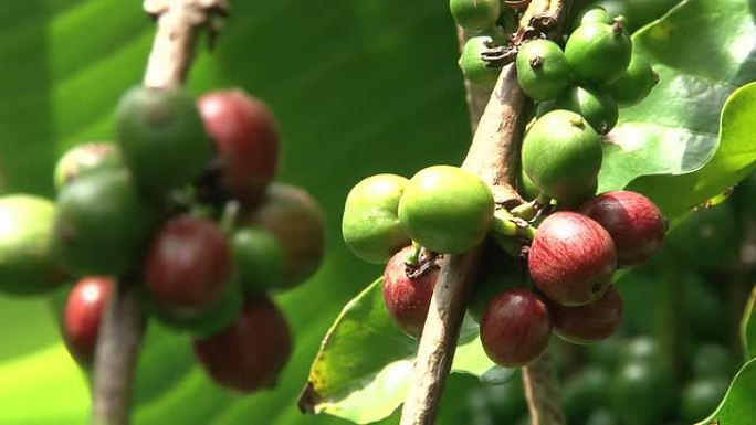 厄瓜多尔咖啡种植园的公平贸易咖啡豆