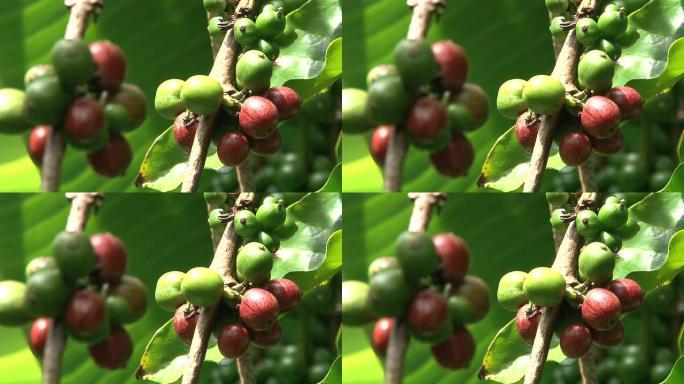 厄瓜多尔咖啡种植园的公平贸易咖啡豆