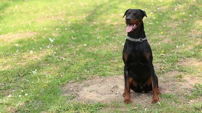 杜宾犬杜宾犬宠物