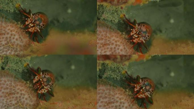 螳螂虾，特写镜头，海底，西太平洋 (4K)