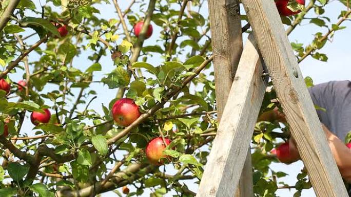 摘苹果，两针农业采摘红色成熟特写镜头