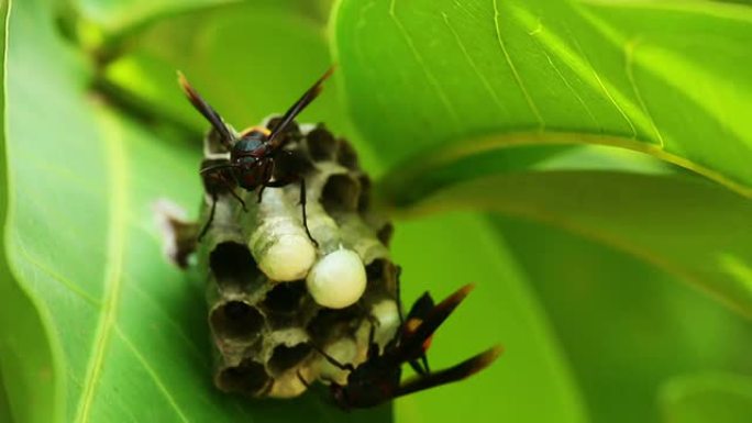 黄蜂巢是一片叶子生态环境有毒虫子毒虫飞行