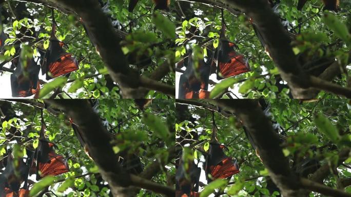 树上的果蝙蝠树上的果蝙蝠