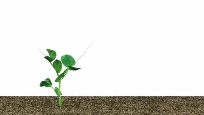豌豆的快速发芽希望开枝散叶成长
