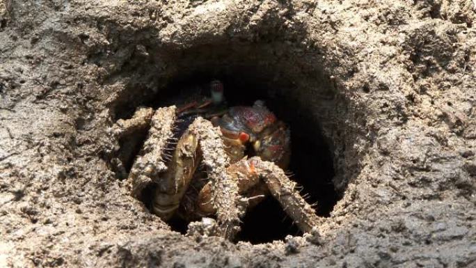螃蟹在洞里