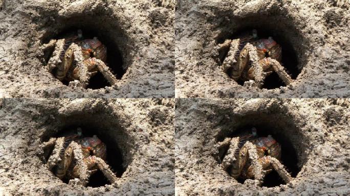 螃蟹在洞里