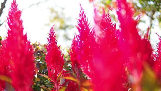 紫藤红红色植物鸡冠花实拍唯美