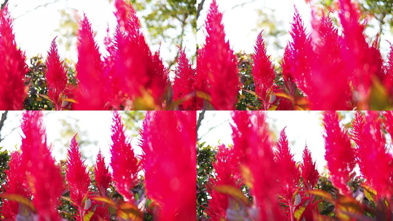 紫藤红红色植物鸡冠花实拍唯美