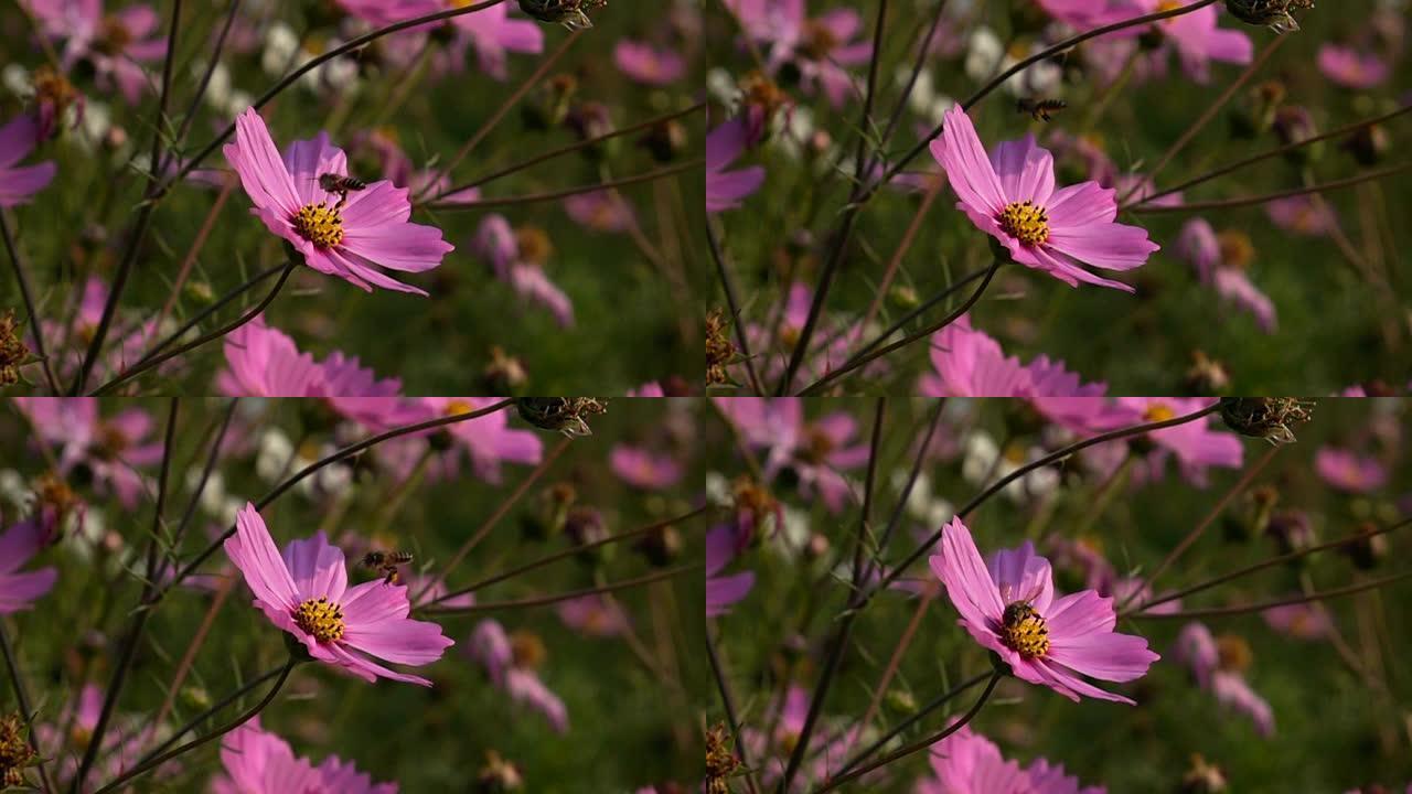 慢动作、蜜蜂飞翔和雏菊花