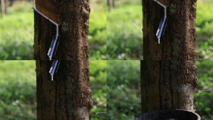 高清起重机镜头：橡胶从橡胶树上滴落