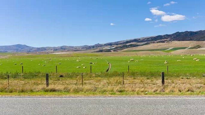 新西兰牧场中的绵羊