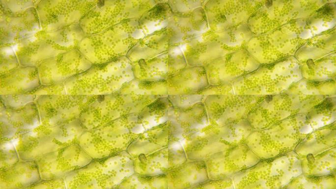 植物细胞中的叶绿体显微照片