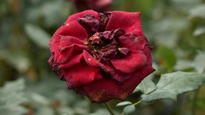 花园里盛开红玫瑰