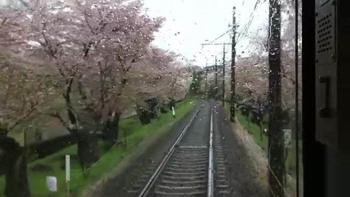 国产日本火车经过美丽的樱花树