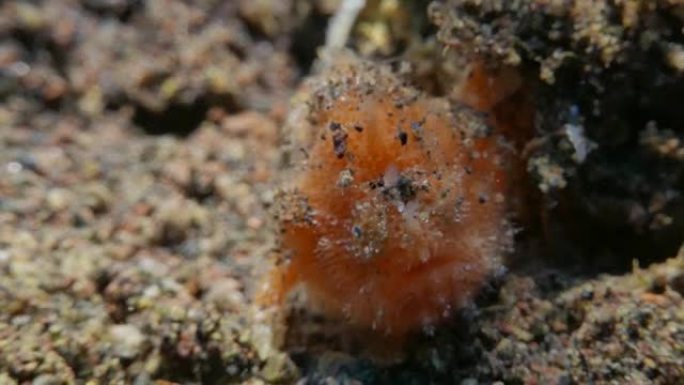 印度尼西亚巴厘岛水下橙色多毛蛙鱼 (2个剪辑，4K)