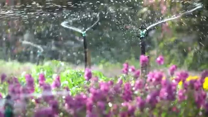 花圃中的洒水花圃中的洒水