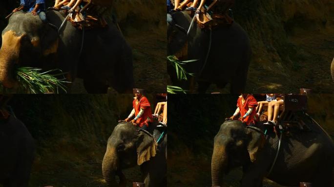 亚洲大象与骑手旅游旅游项目特色