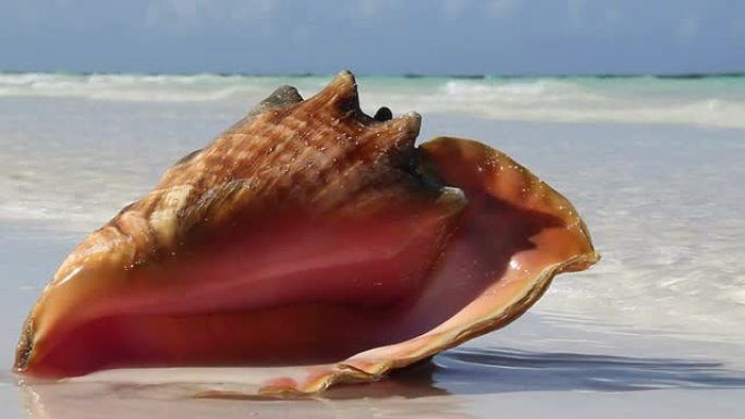 热带海滩上的海螺自然风光海螺大海螺