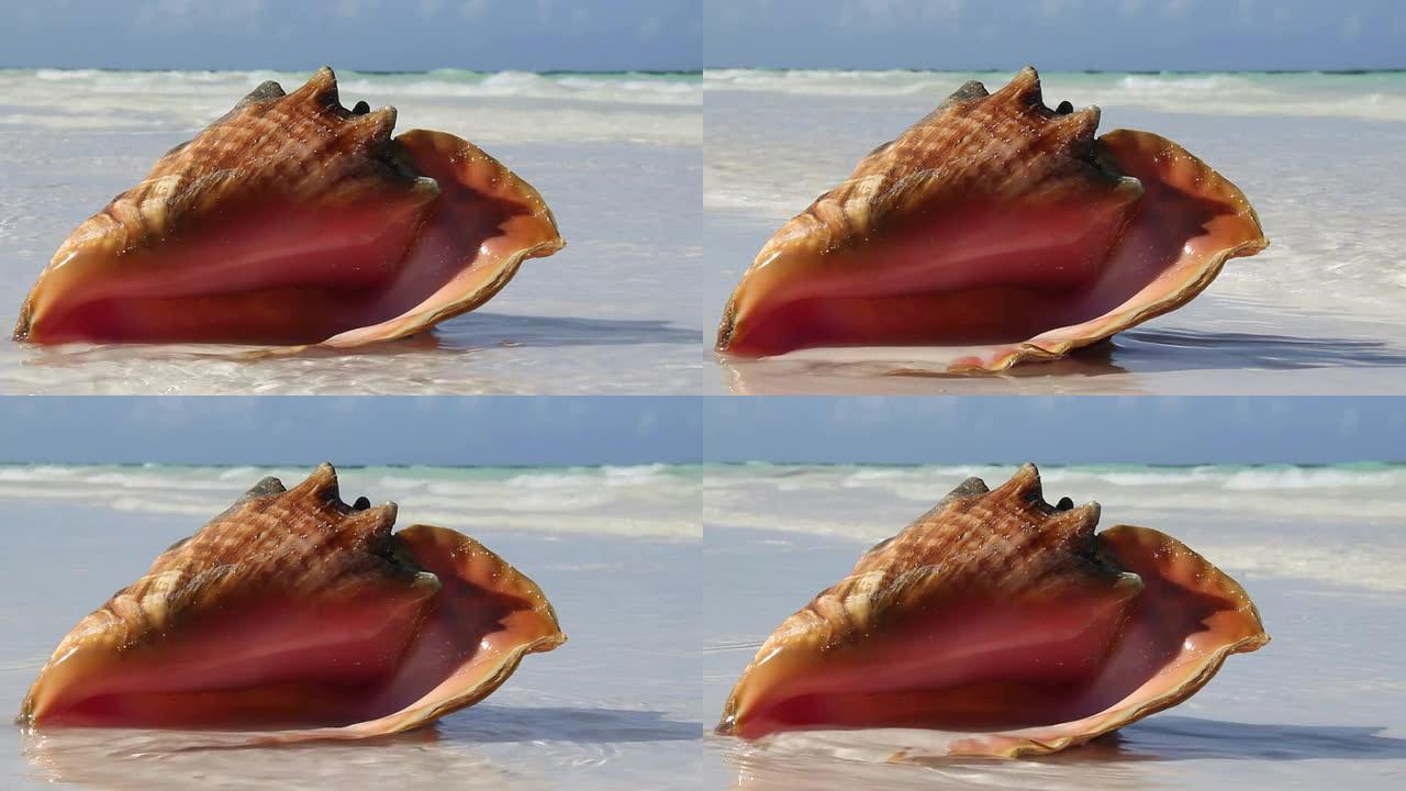 热带海滩上的海螺自然风光海螺大海螺