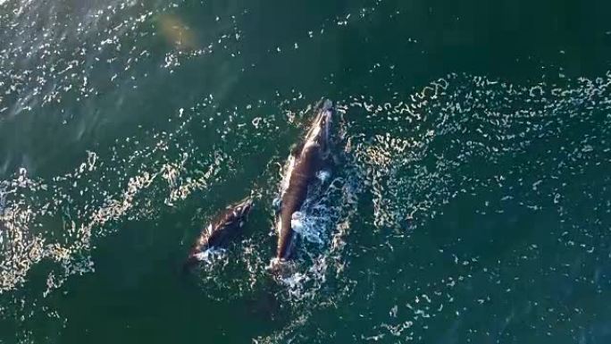 在海湾寻找避难所鲸鱼大海海面喷水