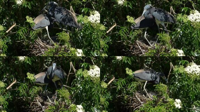 两只苍鹭和一个装满小鸡的巢