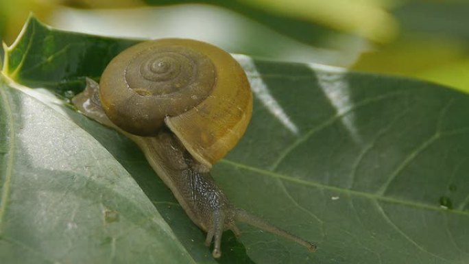小蜗牛动物世界蜗牛大自然特写