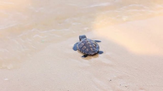 海滩上刚出生的乌龟，让我们去海边吧