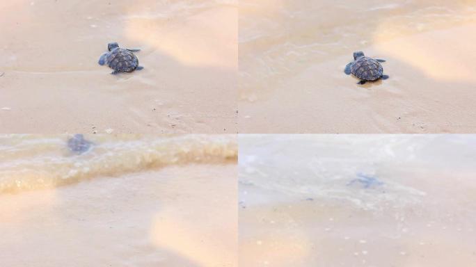 海滩上刚出生的乌龟，让我们去海边吧