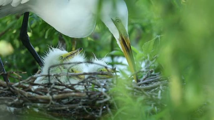 大白鹭和她的小鸟宝宝
