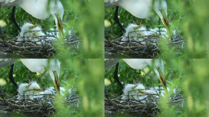 大白鹭和她的小鸟宝宝