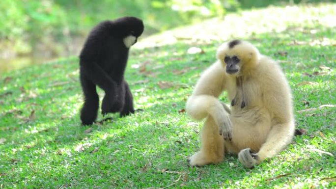 两只猴子坐在草地上
