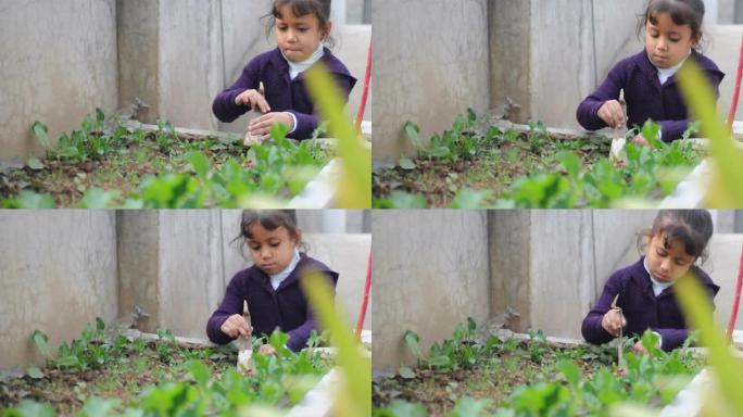 女孩在花园里种菜女孩在花园里种菜