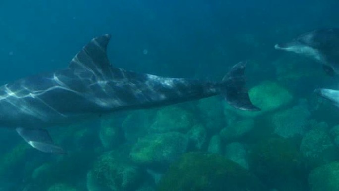 水下靠近瓶鼻海豚游泳