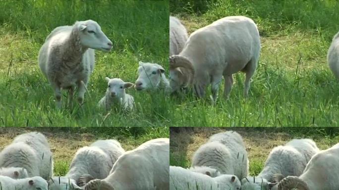 躺在田野里的羊