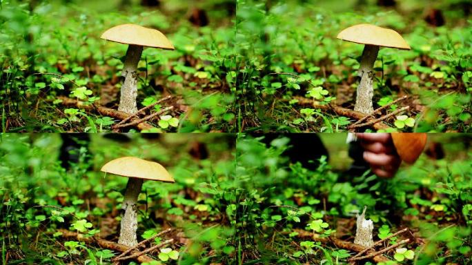 森林蘑菇-真菌森林蘑菇真菌