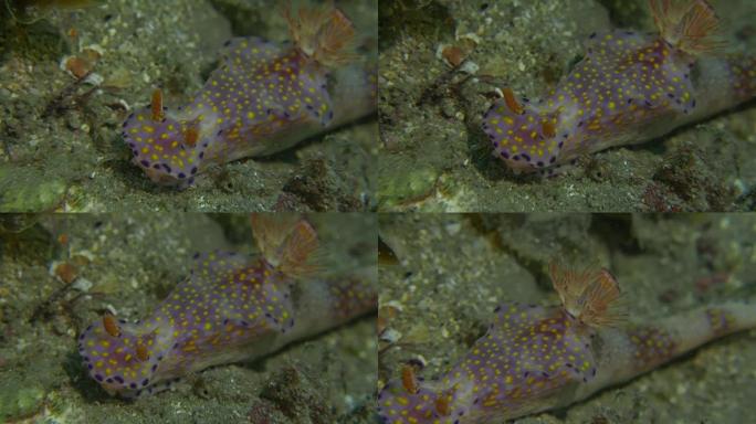 西太平洋海底移动的彩色裸枝 (4K)