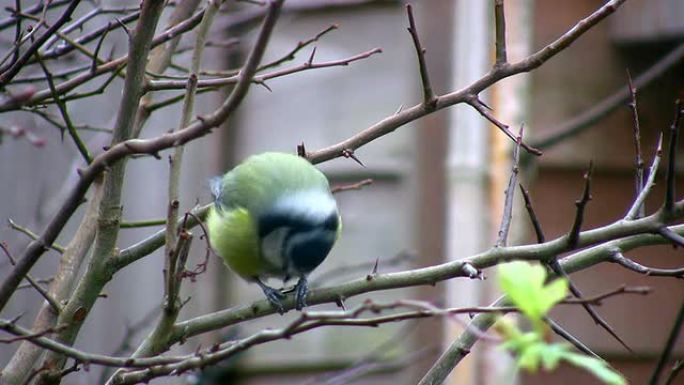 蓝山雀喂食野生动物保护生物生态飞翔飞鸟