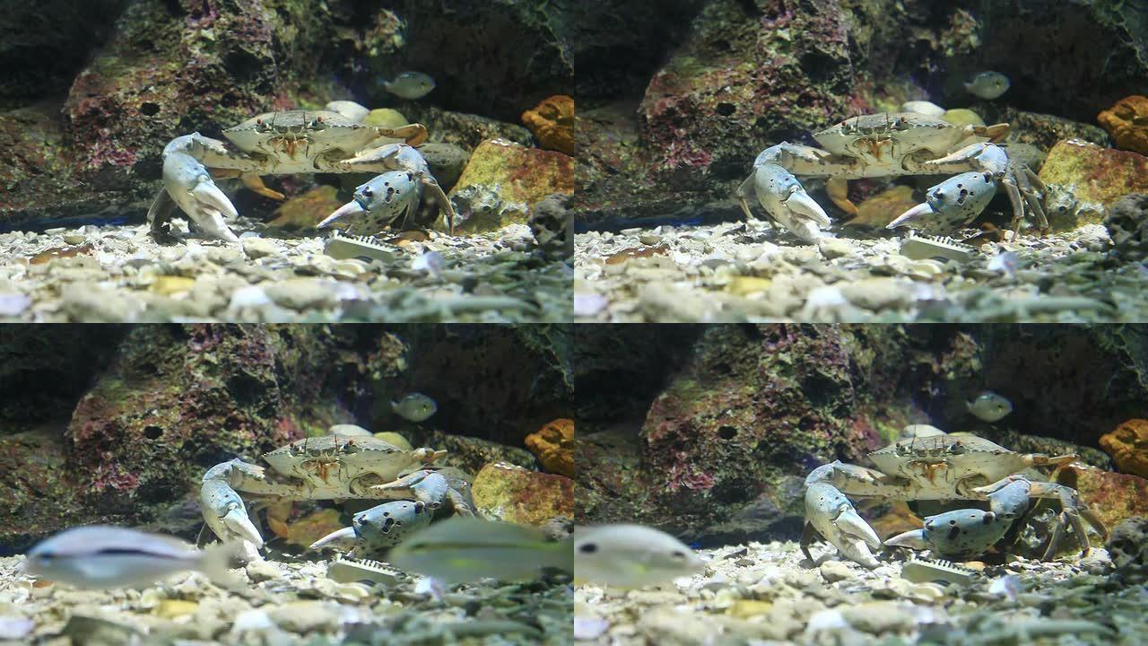 帝王蟹散步水中的螃蟹