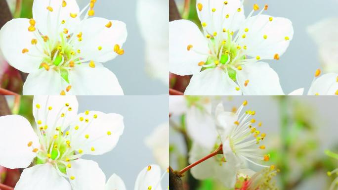 盛开的白樱桃树