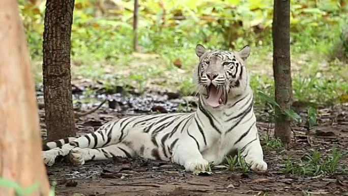 老虎一只白虎白色老虎休息