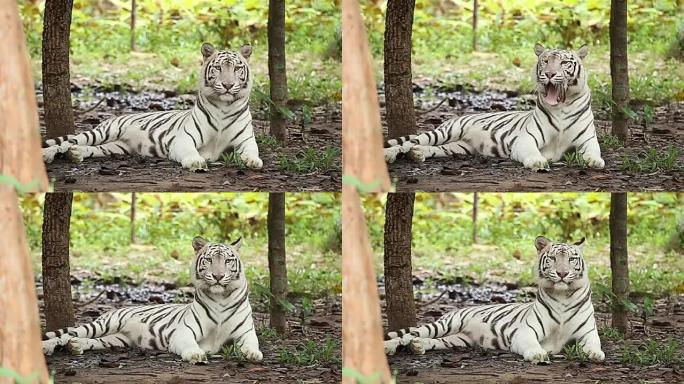 老虎一只白虎白色老虎休息