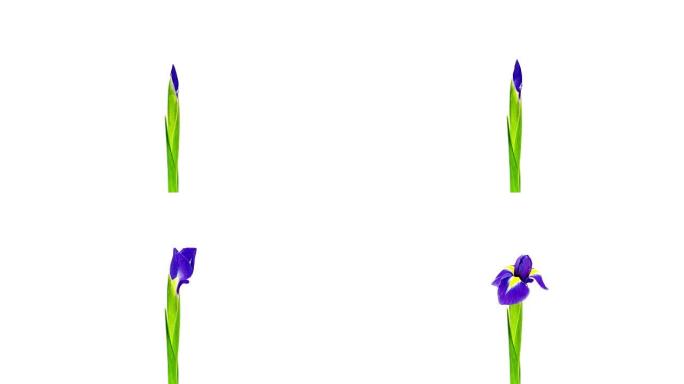 紫色鸢尾花; 时间流逝