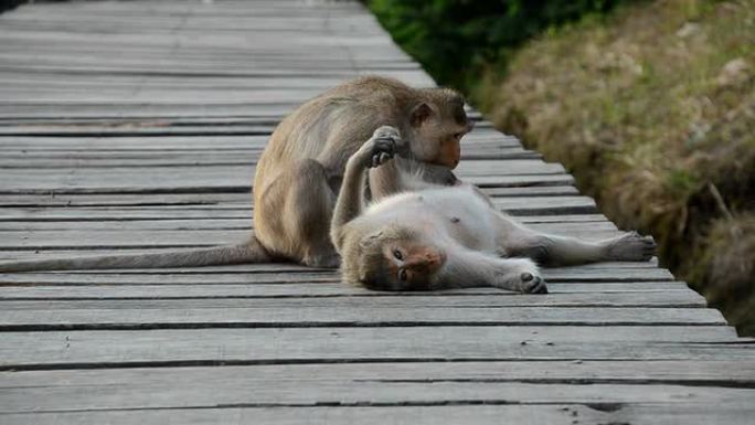 猴子的行为猴子
