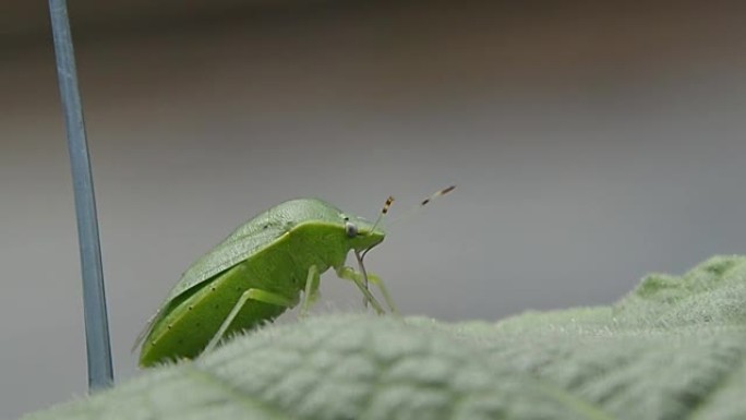 绿色臭虫或Nezara viridula