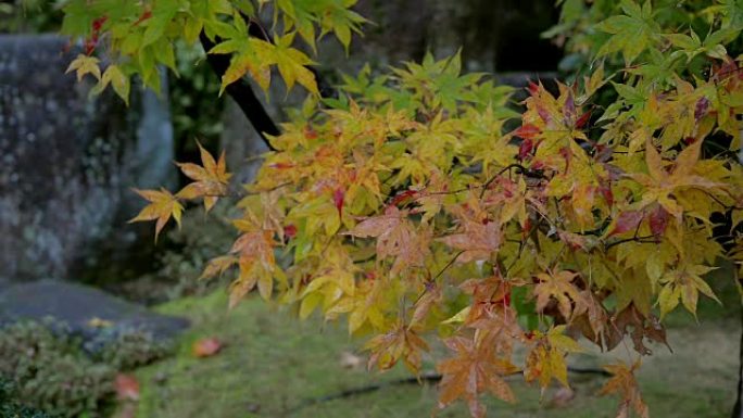 秋天有雨滴的枫树空镜微风摇晃